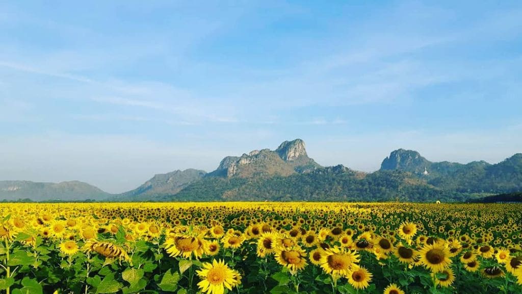 ทุ่งทานตะวันในประเทศไทย - ลพบุรี - สระบุรี